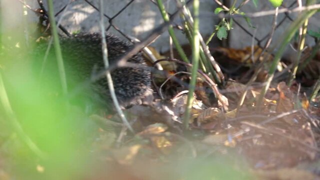Hedgehog hiding in bushes