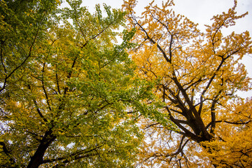 Street view local visitor and tourist Wudang shan Mountains.