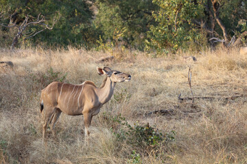 Großer Kudu / Greater Kudu / Tragelaphus strepsiceros.