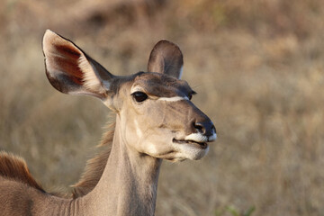 Großer Kudu / Greater Kudu / Tragelaphus strepsiceros.
