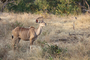 Fototapeta premium Großer Kudu / Greater Kudu / Tragelaphus strepsiceros.