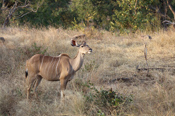 Großer Kudu / Greater Kudu / Tragelaphus strepsiceros.