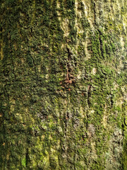 Close up texture of a very old tree trunk-beautiful natural texture vertical photo