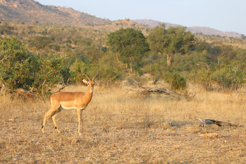 Naklejka premium Schwarzfersenantilope / Impala / Aepyceros melampus