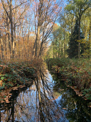 Fototapeta premium autumn in the woods fhuy 1