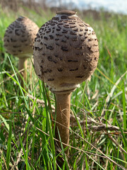 mushroom in the grass fhuy 1