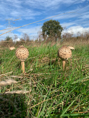 mushrooms in the grass