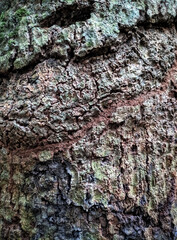 Close up texture of a very old tree trunk-beautiful natural texture vertical photo