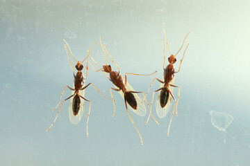 Three flying ants on glass window after heavy rain.