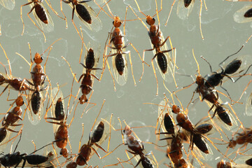 Close up a mass of flying ants on a glass window after heavy rain.