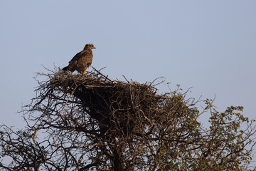 Wahlbergsadler / Wahlberg's  Eagle / Aquila wahlbergi