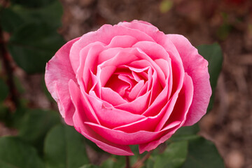 close up of a china pink rose