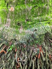 Close up of a very old and green moss covered old coconut tree-a vertical natural texture photo