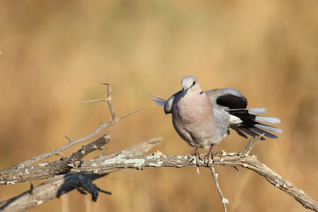 Kapturteltaube / Cape turtle dove / Streptopelia capicola