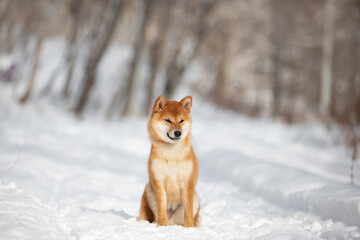 cute and happy shiba inu puppy sitting in the forest in winter. Beautiful red Japanese shiba inu female dog on the snow