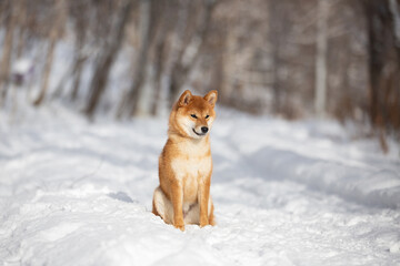 cute and happy shiba inu puppy sitting in the forest in winter. Beautiful red Japanese shiba inu female dog on the snow