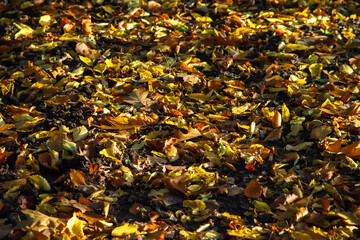 Automn leaves in a german forest