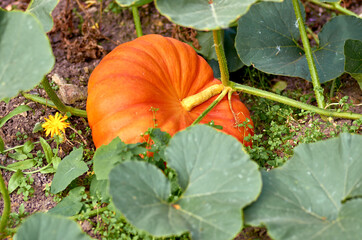 pumpkin in the garden