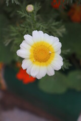 blur photo Closeup of a beautiful yellow and white Marguerite, Daisy flower