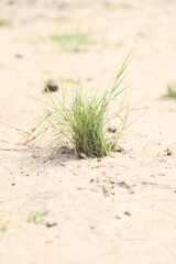 grass or monocotyledon in the Field