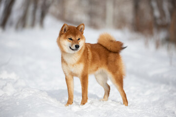 cute and happy shiba inu puppy standing in the forest in winter. Beautiful red Japanese shiba inu female dog on the snow