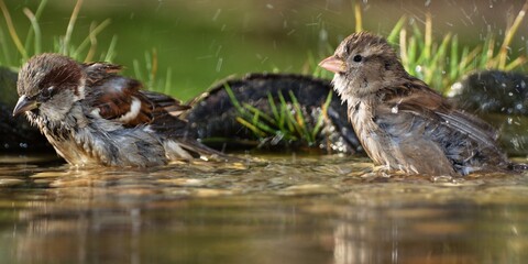 Fototapeta premium Two house sparrows, Passer domesticus, male bathe. Czechia. Europe.