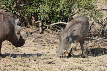 Fototapeta premium Warzenschwein / Warthog / Phacochoerus africanus