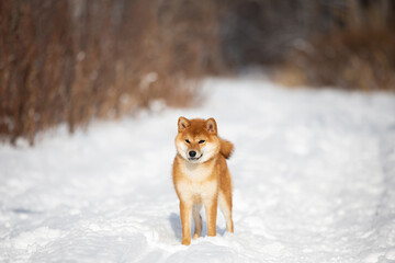 cute and happy shiba inu puppy standing in the forest in winter. Beautiful red Japanese shiba inu female dog on the snow