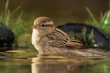 Young sparrow (Passer montanus) resting in the water. Czechia. Europe.