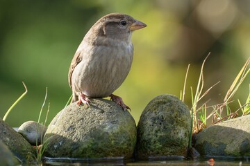 Young sparrow (Passer montanus) sits on stones at a bird watering hole. Czechia. Europe. 