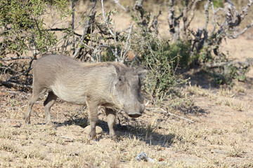Warzenschwein / Warthog / Phacochoerus africanus