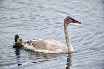 Juvenile Trumpeter swan (Cygnus buccinator) and Mallard (Anas platyrhynchos) swimming in the Bow River, Calgary, Alberta, Canada