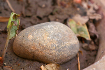 Gray brown pebbles on Garden