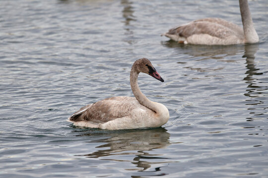 Juvenile Trumpeter swan (Cygnus buccinator) swimming in the Bow River, Calgary, Alberta, Canada