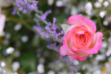 Pink Rose flower with raindrops on background bokeh pink flowers nature