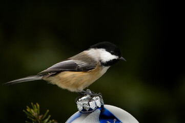 Mésange perchée sur une boule de Noël