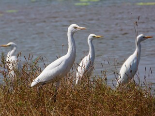 Fototapeta premium Group of Intermediate Egret by the lake