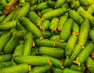 Lots of green cucumbers on the counter in the supermarket.
