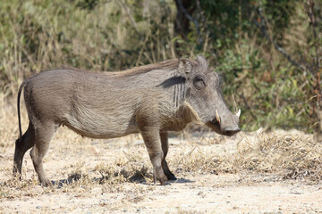 Warzenschwein / Warthog / Phacochoerus africanus