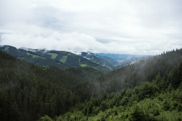 Fototapeta na wymiar Beautiful landscape after the rain. Dark spruce forest in mountain.
