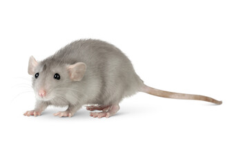grey rat isolated on white background