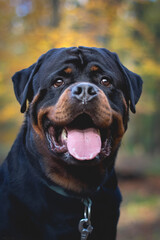 Obraz premium labrador retriever