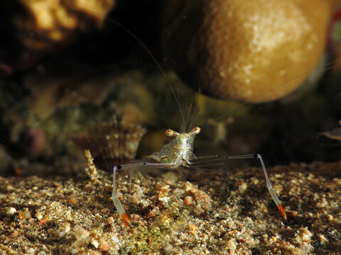 Close-up of a Red claw cuapetes shrimp  Cuapetes tenuipes