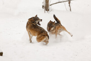 gray wolf (Canis lupus) two of the pack are going to fight in the snow