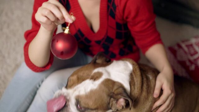 charming asian girl plays cute funny bulldog under christmas tree. doggie is very cute playing with a Christmas toy. Christmas. New Year. The concept of advertising. suitable for christmas promotion