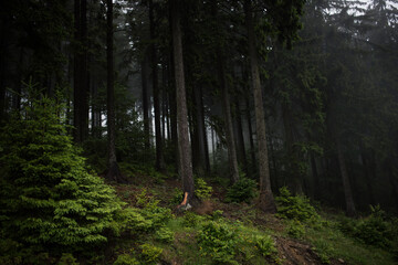Fototapeta na wymiar Beautiful landscape after the rain. Dark spruce forest in mountain.