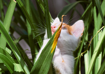 Kitten playing in the grass.