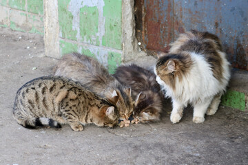 Naklejka na ściany i meble Street cats and kittens eat food brought by compassionate people. Taking care of homeless animals.