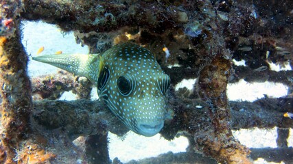 fish in aquarium