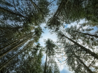 Tree crowns, bottom view. The concept of the forest, nature.